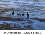 Raft Of Ducks Swimming In Lake