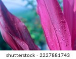 Beautiful Cordyline leaves, Bunga Andong Merah (Cordyline fruticosa) or Ti plant in the morning sun, with bokeh background. there is copy space or negative space for your text. Suitable and perfect fo