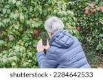 Senior woman with gray hair in park, taking pictures camellia japonica flower on phone. Back view. Discover nature, active seniors concept