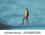 Small photo of a frog bate for fishing