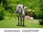 Small photo of Grevy's zebra (Equus grevyi), also known as the imperial zebra, is the largest living wild equid and the most threatened of the three species of zebra