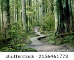 Wooden Hiking Trail In Forest...