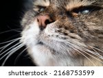 Small photo of Cat nose close up on black background. Head of tabby cat with head slightly tilted upwards, smelling or sniffing. Long hair female senior cat face. Selective focus on nostrils with defocused cat fur.