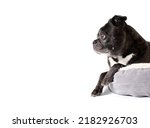 Small photo of Cute dog in dog bed. Side profile of senior dog lying on pillow with dangling front paws. Relaxed body language. 9 years old female black boston terrier pug mix. Selective focus. Isolated on white.