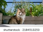 Cute Cat In Roof Garden Patio...