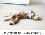 Cute Cat Lying On Back With...