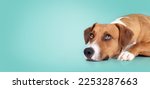 Small photo of Harrier dog lying on turquoise background while looking up. Cute brown medium-sized puppy dog waiting for food or watching something. 1 year old female Harrier Labrador mix dog. Colored background.