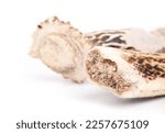 Small photo of Antler chew for dogs, close up. Chewed on stuffed deer antler stick. Long-lasting dog chew for medium to large dogs. Helps cleaning teeth and reduce boredom. Source of calcium. Selective focus.