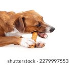 Small photo of Happy dog with chew stick in mouth and between paws. Side view of puppy dog eating a yak milk cheese bone while lying on floor. Natural chew stick for dental and mental health. Selective focus.