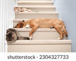 Small photo of Cats and dog sleeping together on stairs inside. Cute cats and large dog enjoying companionship. Pets species cohabitation and togetherness. Calico cat, tabby cat and Harrier mix dog. Selective focus.