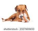 Small photo of Happy dog with animal ear chew stick looking at camera. Cute puppy dog chewing large smoked water buffalo ear in mouth and between paws. Chew fun, dental health or teething. Selective focus.