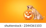 Small photo of Cute puppy dog Halloween pumpkin on colored background. Fall season or pets celebrating Halloween concept. Puppy biting squash with carved face. 12 weeks old female Boxer Pitbull mix. Selective focus.