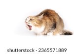Small photo of Cat choking or gagging from having an object stuck back of the mouth. In movement. Fluffy kitty with mouth wide open coughing and in distress. Danger of small object and first aid. Selective focus.