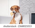 Small photo of Dog with dental chew ear sitting on chair. Cute puppy dog sitting with baked water buffalo ear in mouth too good to eat. Funny face expression. Chew fun, dental health or teething. Selective focus.
