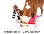 Small photo of Dog looking for favorite toy with head in toy box. Dog toys in white storage container. Selection of plush and squeaky toys. Behavioral enrichment or exercise. Female Harrier mix. Selective focus.