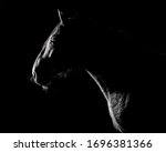 Andalusian Horse Silhouette In...
