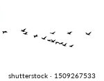 A Flock Of Black Cormorants...