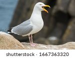 A herring gull (Larus argentatus)