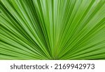 Small photo of Close up of a saw palmetto frond.