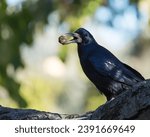 A Rook is Resting in an Old Park Tree and Holding a Nut in Its Beak