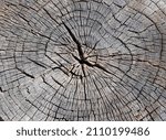 Small photo of The gray surface of an old cracked stump with a small deep four-beam slit in the center and wavy growth rings (macro, top view, slit diagonal, texture).