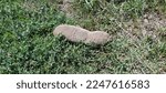 Small photo of A small blind rodent (Spalax) with gray and brown short hair and an elongated body in the sun is moving quickly in green grass (macro, side view).