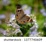 Close Up Of Buckeye Butterfly...