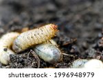 Life In The Garden  Larvae...