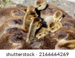 baby canada goose   branta... | Shutterstock . vector #2166664269