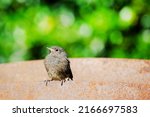redstart  phoenicurus baby bird ... | Shutterstock . vector #2166697583