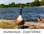 canada goose   branta... | Shutterstock . vector #2166725463