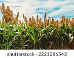 Small photo of Biofuel and new boom Food, Sorghum Plantation industry. Field of Sweet Sorghum stalk and seeds. Millet field. Agriculture field of sorghum, named also Durra, Milo, or Jowari. Healthy nutrients