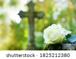  White Rose On Grave In...