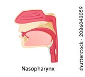 nasopharynx icon. cartoon... | Shutterstock .eps vector #2086043059