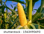 The Corn Or Maize In The Sweet...