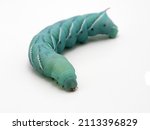 Small photo of tobacco hornworm isolated on white. This is the caterpillar of the tobacco hawk moth (Manduca sexta). These larvae are a feeder insect for the pet industry and commonly used in research