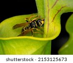 Small photo of European paper wasp (Polistes dominula) drinking tiny nectar droplets secreted by a yellow pitcher plant (Sarracenia flava)
