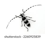 Small photo of dorsal view of a striking black and white male banded alder borer beetle (Rosalia funebris) displaying the very long antennae characteristic of the longhorn beetles (Cerambycidae)