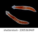 Small photo of Backlit darkfield image of 2 live aquatic planarian flatworms (Girardia tigrina). The bright red branches of the gut and midline pharynx are clearly visible