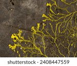 Small photo of Yellow slime mould or slime mold (Physarum polycephalum) forming a tubular network of protoplasmic strands across a dead leaf in search of food