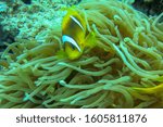 Small photo of Red Sea clownfish is staying close to its home anemone, which provides protection, home and security. Amphiprion bicinctus or both sawlike with two stripes known as Red Sea or Two-Banded Anemonefish