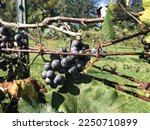 Ripe concord grapes during late September