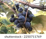 Ohio dark purple concord grapes in October
