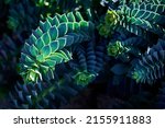 Small photo of Myrtle spurge (Euphorbia myrsinites, Creeping spurge, Donkey Tail Spurge) close-up. A beautiful succulent with graphic blue-green leaves