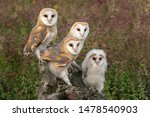 Family Barn Owl  Tyto Alba  On...
