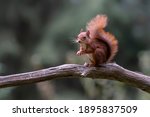 Curious Eurasian Red Squirrel ...