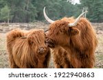 Beautiful Highland Cow Cattle...