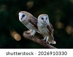 Two Barn Owls  Tyto Alba ...