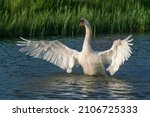  Mute Swan  Cygnus Olor  Ready...