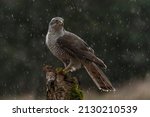  Northern Goshawk (Accipiter gentilis) on a branch in heavy rain in the forest of Noord Brabant in the Netherlands.                                                                                     